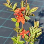 Azalka veľkokvetá (Azalea Mollis) ´GIBRALTAR´ - výška 40-60 cm, kont. C1L